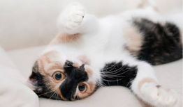 猫咪视频在线观看,猫咪视频在线观看精选集